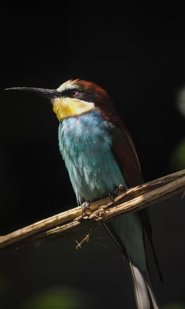 bird, european bee eater, plumage-5491117.jpg