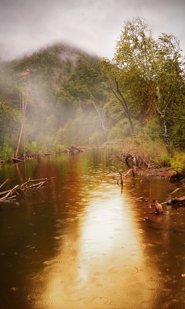 pond, forest, nature-22118.jpg